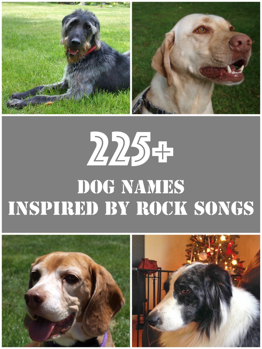 225 Cool And Unique Dog Names Inspired By Rock Music Songs