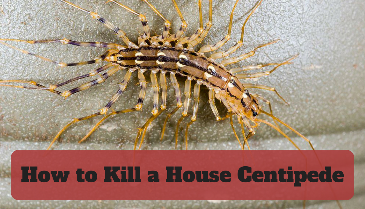 How To Kill House Centipedes Dengarden