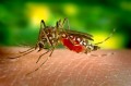 How to Avoid Diseases from Mosquito Bites on Face