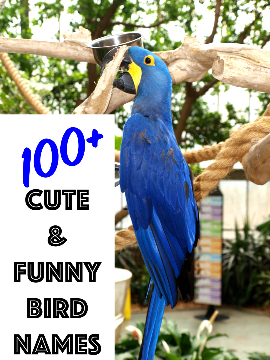 100 Cute And Funny Bird Names From Mr Beaks To Whistler