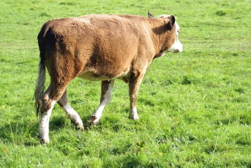 A yearling heifer in the pasture