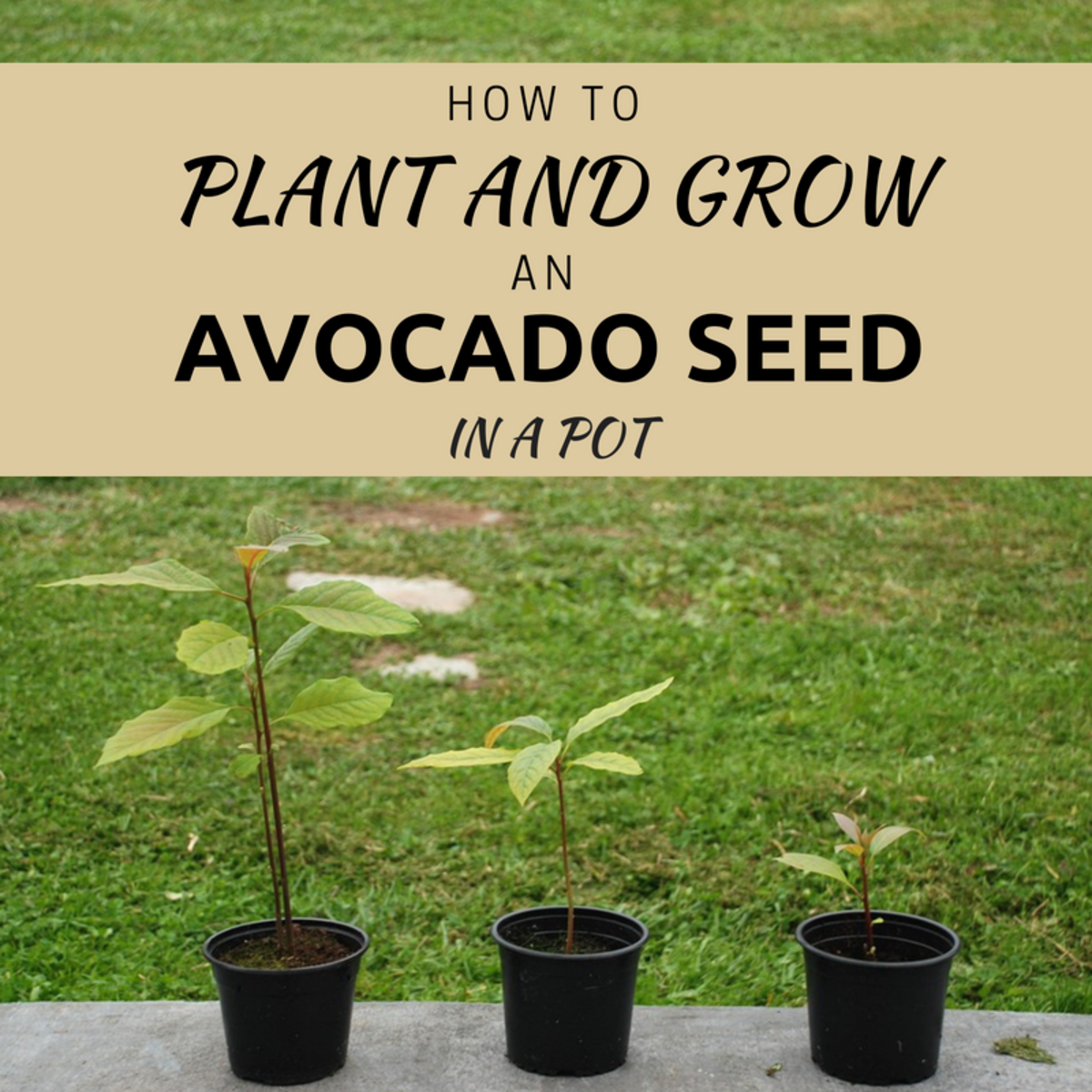 The Easiest Way to Plant and Grow an Avocado Seed in Soil Dengarden