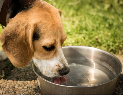 Are you filling that water bowl more than usual?