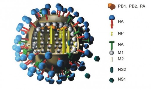 Flu virus