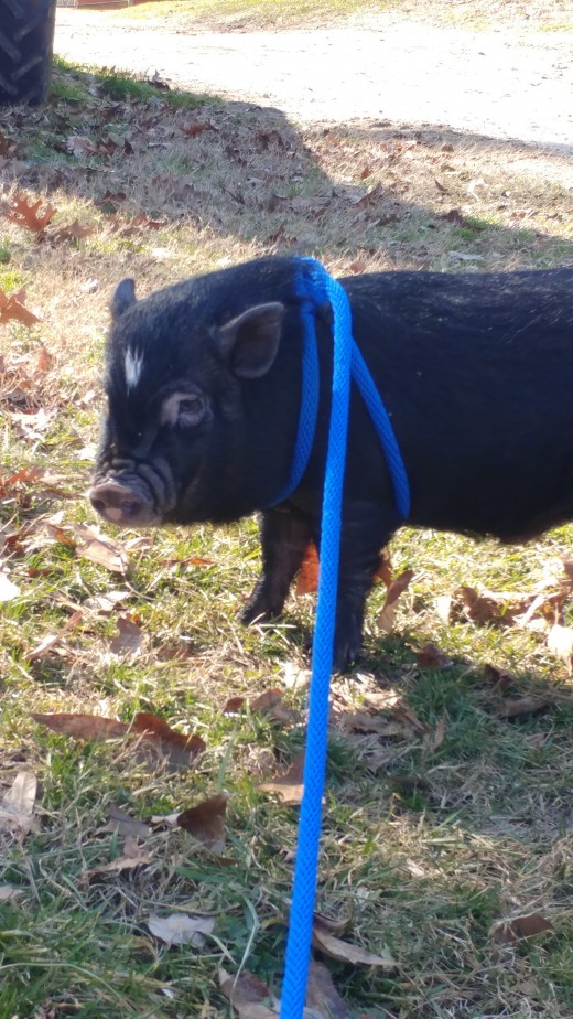 Hamlet practicing his leash walking skills. This is not a pig specific harness, but they do sell them. 