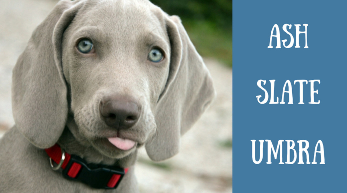 170 Unique Names For Blue Gray And Silver Dogs Pethelpful