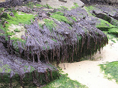 The Right Stuff Purpura Umbicallis Seaweed adorning the Rocks in Pembrokeshire West Wales