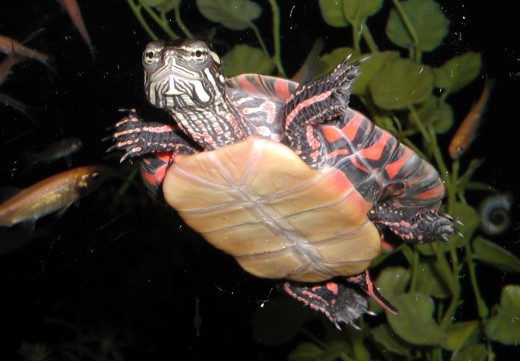 A painted turtle; the bottom of the shell is beautiful!