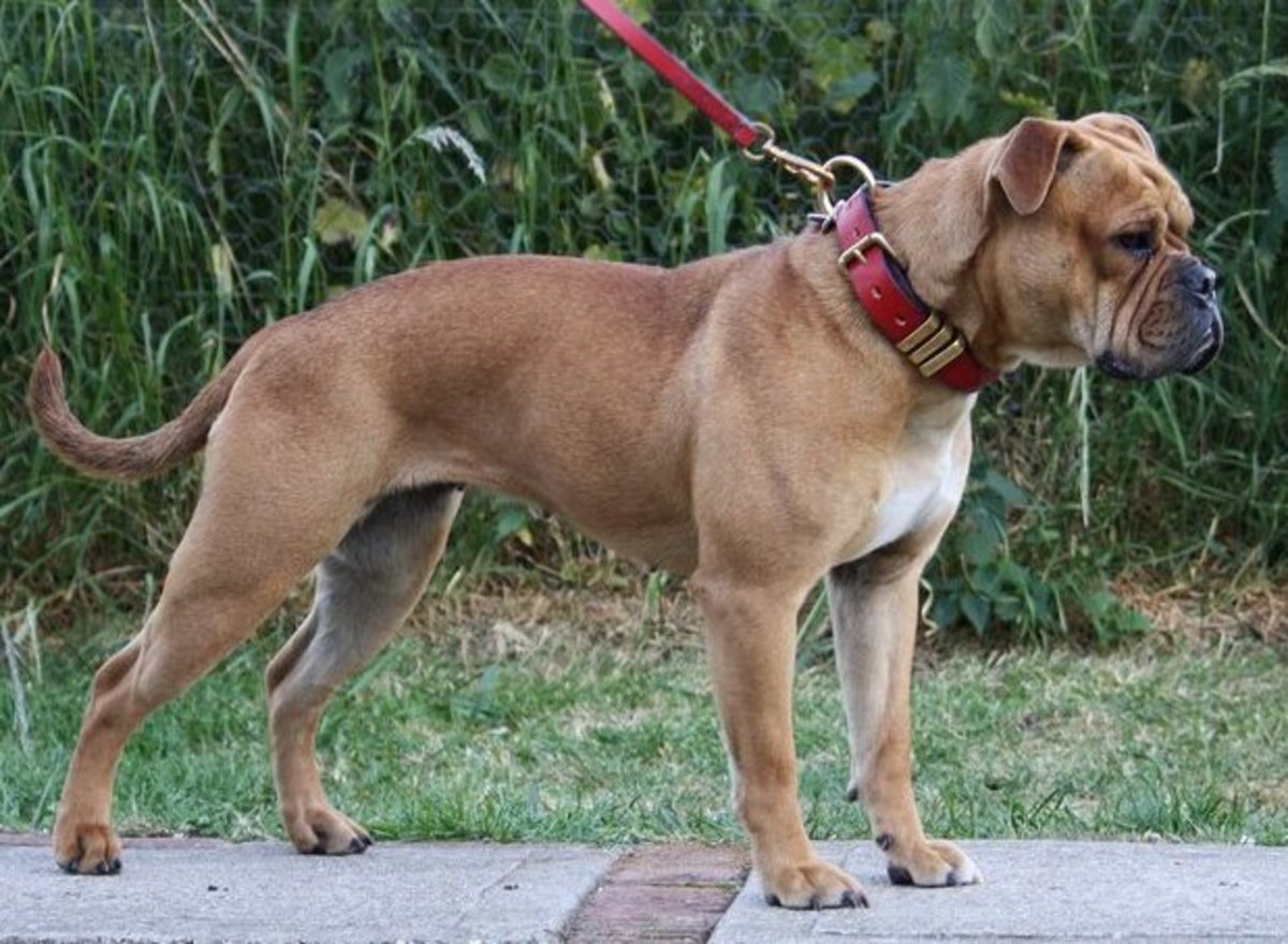Olde English Bulldogge Information and Facts Is This Dog