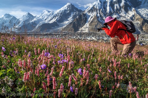 Flowers blossoming at the feet of the tallest mountains of the world.