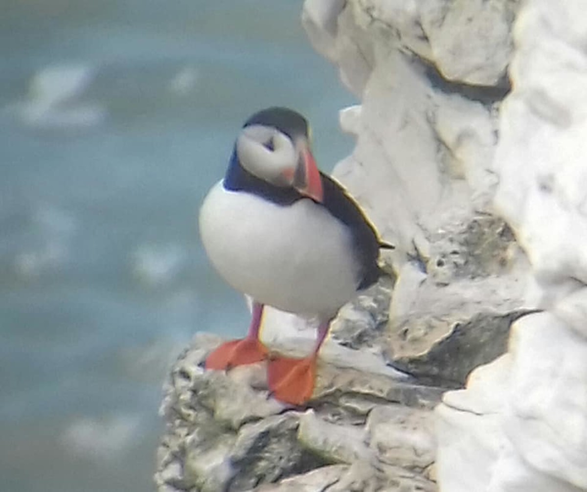 Atlantic puffins tend to be more common on Flamborough Cliffs than they are at nearby Bempton, where Northern gannets are undoubtedly the most abundant bird.