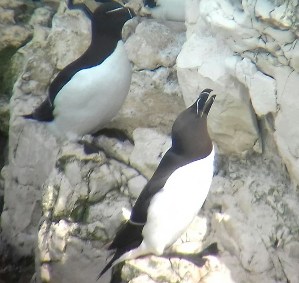 Razorbills are also a common sight on Flamborough Cliffs during the breeding season, as are the Auk relatives, the common guillemot.