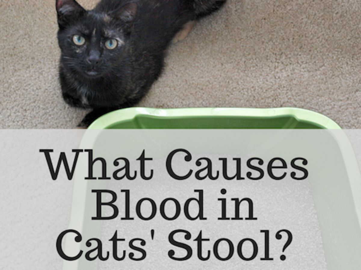 What Causes Blood in Cats' Stool? PetHelpful