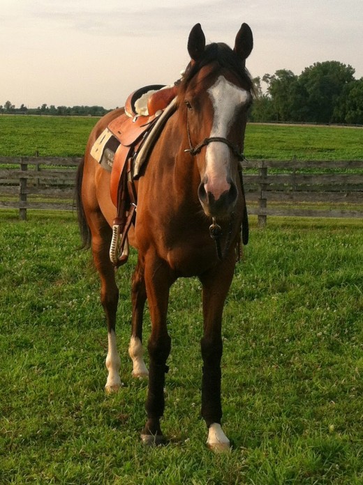 My second heart horse Danny.