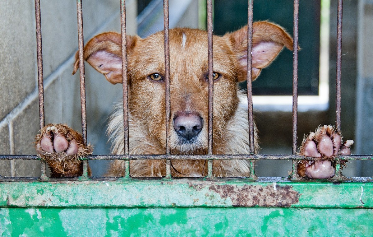 6 Reasons Why You Should Adopt a Dog From a Rescue Shelter
