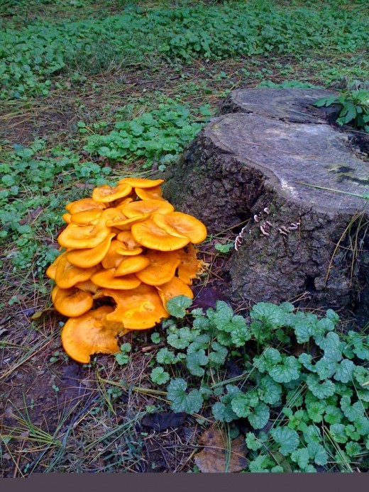 These 'shrooms are paying homage to the UT Vols, Go Big Orange!