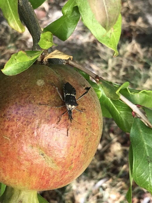 What Are LeafFooted Bugs and Are They Harmful? Dengarden