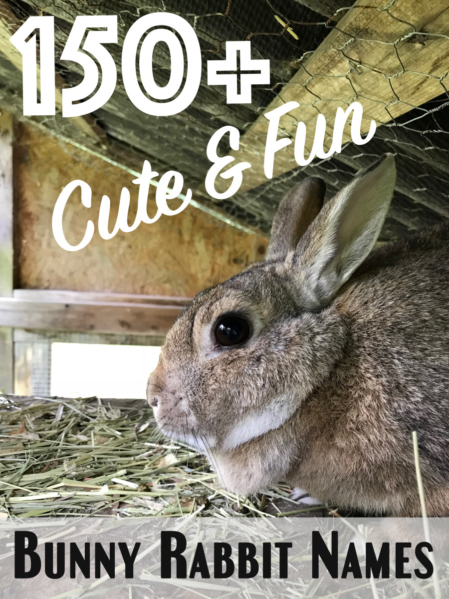 150 Cute And Funny Bunny Rabbit Names Pethelpful