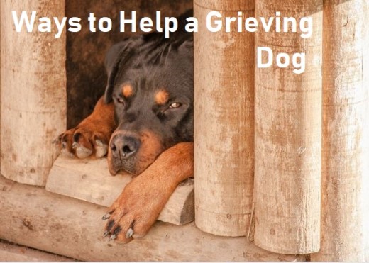 Ways to Help a Dog Grieving the Loss of Another Dog
