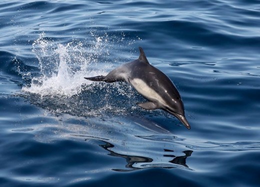  Another common dolphin jumping out of the wake of boat.