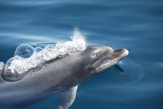  Here you can see the long exhalation bubble created as the dolphin began exhaling underwater. When the dolphin breaks the surface, the bubble breaks and the blowhole is then clear to start inhalation.