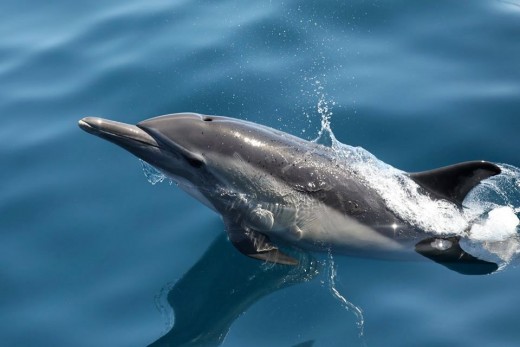 A common dolphin surfaces at an angle comping high out of the water alongside the boat.