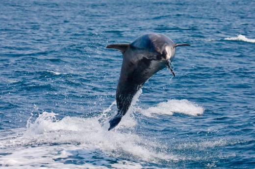 An offshore bottlenose dolphin jumping with a twist, up out of the stern wake of the Islander.