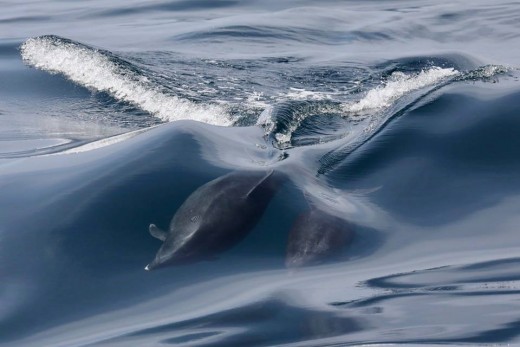 A female offshore bottlenose dolphin and calf surfing in the wake of the boat. This was a pod of about 100 offshore bottlenose dolphins. You cans see teeth-rake marks on the head of the female.