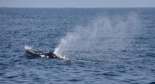 Another humpback that was traveling along off our port side for a long while. It surfaced in the waves bringing its head up when it surfaced to blow.