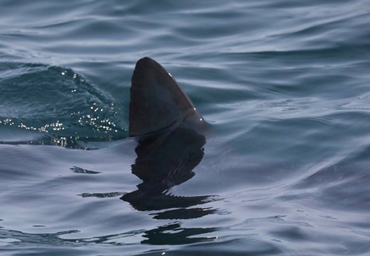 The dorsal fin of a juvenile Great White shark that was slowly swimming at the surface. It came right up to the boat and we could see the body underwater right at the surface.