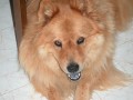 Our Dog Rescue Stories