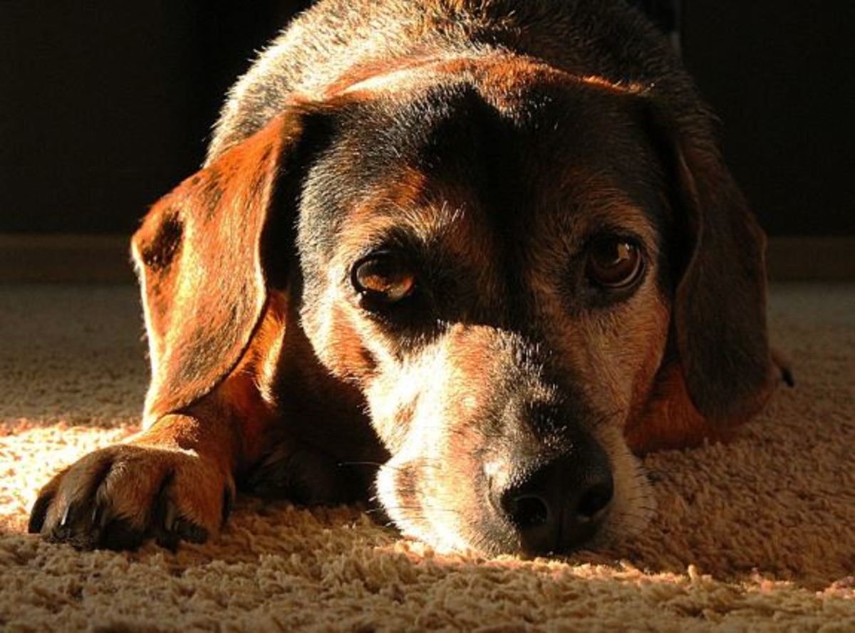 Ways to Help a Dog Grieving the Loss of Another Dog
