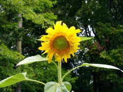 Sunflowers - A Photo Gallery of Different Kinds of Sunflowers