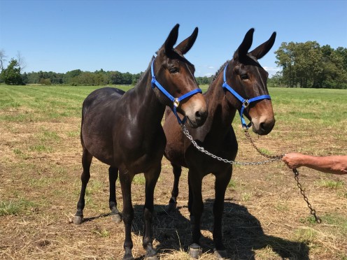 A pair of working mules