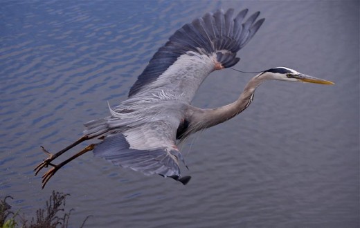 In flight. A Great Blue Heron takes off from the north side of the dam after fishing at the culvert. 