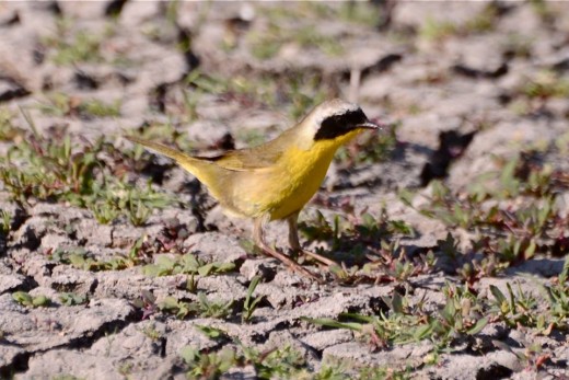 A Common Yellow Throat hops along right in front of me across the dry mud bottom. It looks so cute with its black mask. 