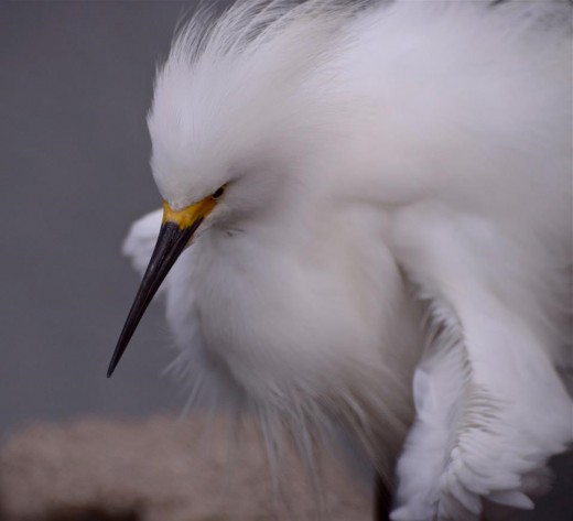 A Snowy Egret shakes its feathers during preening. 