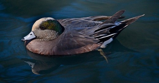 A male American Widgeon at Bolsa Chica Ecological Reserve. 