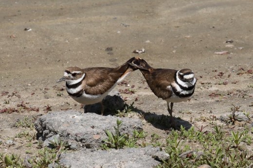 A pair of Killdeer behaving like they were looking for a nesting site. 