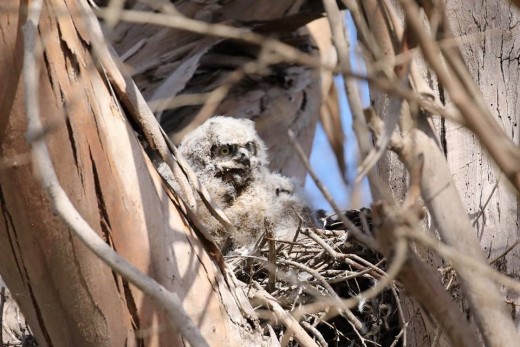 Horned Owl chick in a Eucalyptus tree in the Pocket Marsh of the Bolsa Chica Ecological Preserve. There is a second chick behind this one with the mother. 