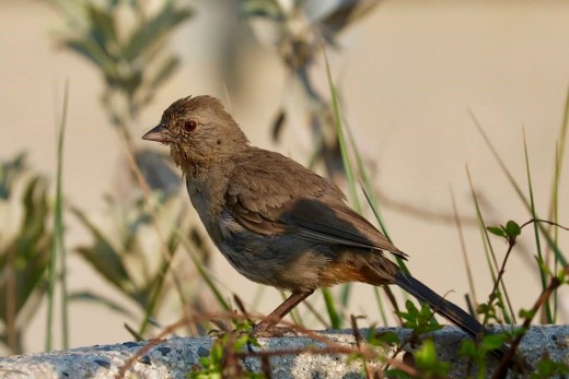 This bird is brown from the top if it's head to the tip of its tail. It is a California towhee. They are common along the Coastal Marine habitat. 