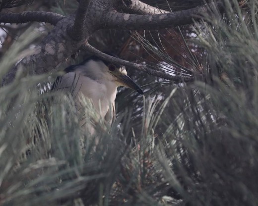 I saw this Black-Crown night Heron fly into the pine tree behind the Channel Islands National Park Visitors Center, hiding behind the branches. 