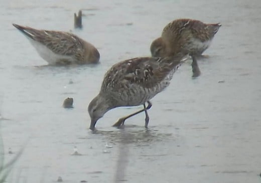 Another photo this time shown feeding in the company of a couple of Dunlin.