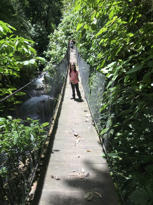 Traverse rope bridges above the canopy at the Rainmaker