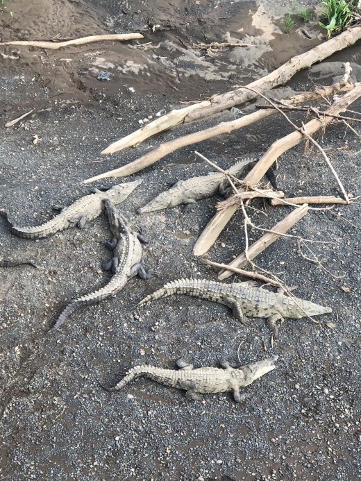 Crocodiles at the crocodile bridge