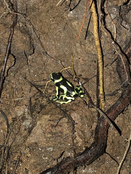 A poison dart frog at the Rainmaker