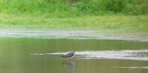 The only decent picture of a bird that I managed to get at Grimley- a Northern Lapwing.