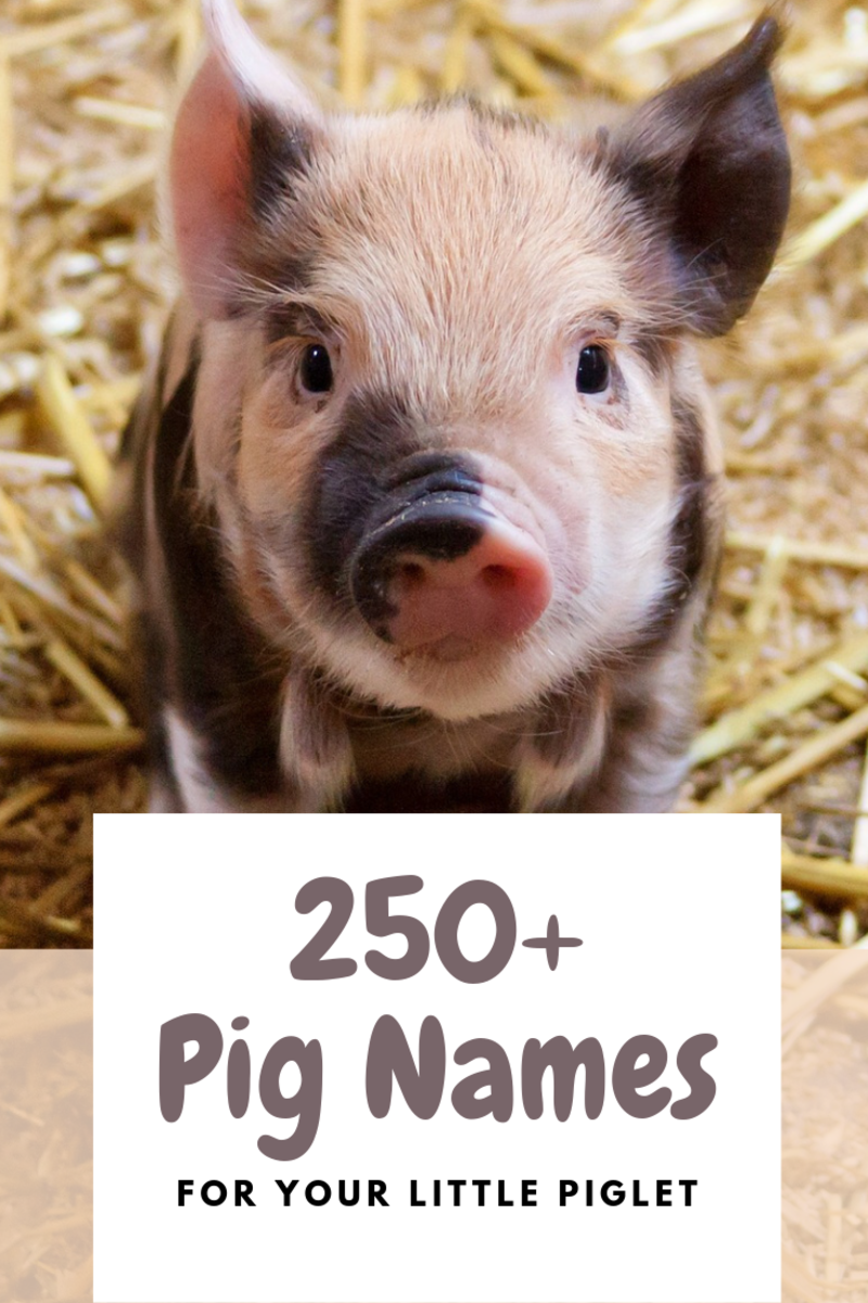 250 Pet Pig Names For Your Little Piglet From Albert To Wally