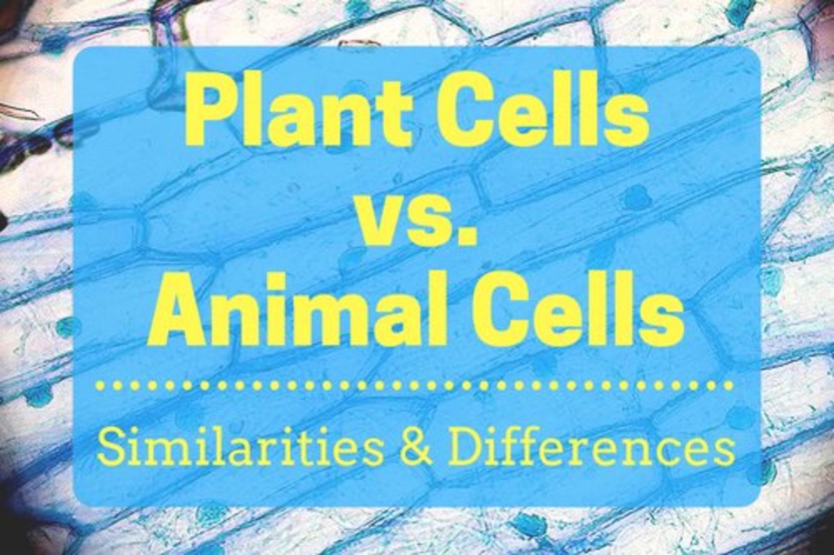 compare contrast plant and animal cells