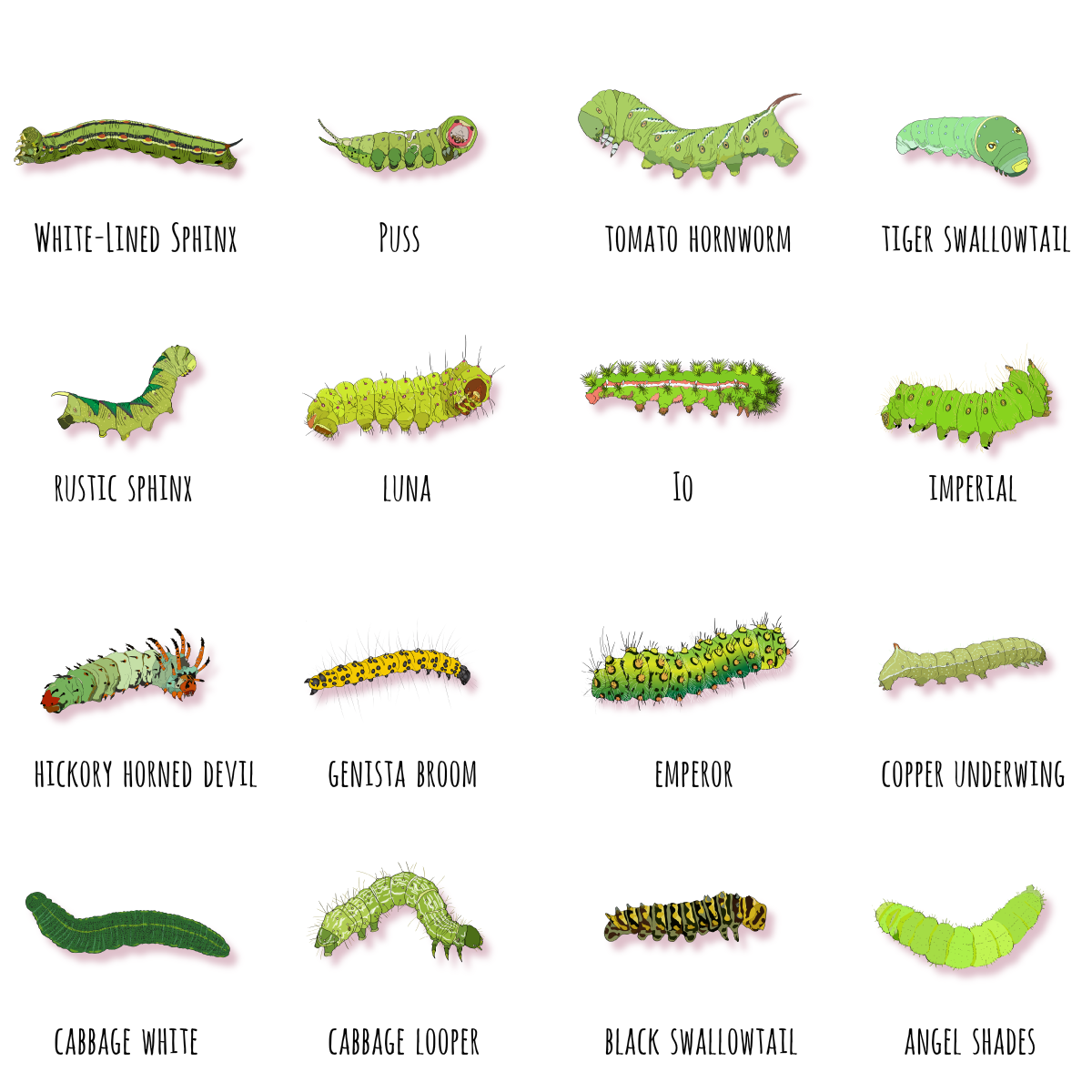 Australian Caterpillar Identification Chart